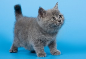 Котенок британец. Котенок голубой британец. Голубые британские котята. Котята голубого окраса              